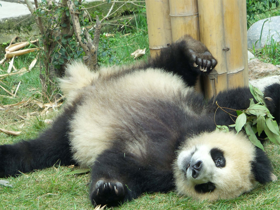 大熊貓視頻直播廣場(chǎng)